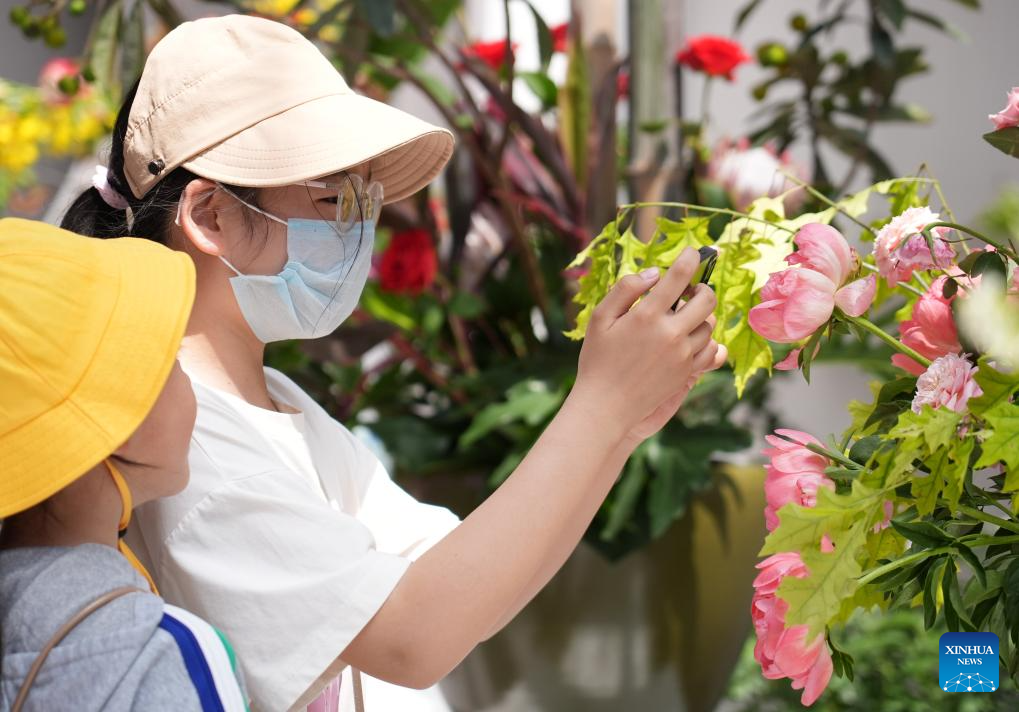 Seorang kanak-kanak mengambil gambar bunga mawar China di Simposium Antarabangsa mengenai Penyelidikan dan Penanaman Bunga Mawar edisi ke-9 di daerah Mentougou, Beijing, 11 Mei 2025. (Xinhua/Zhang Chenlin)