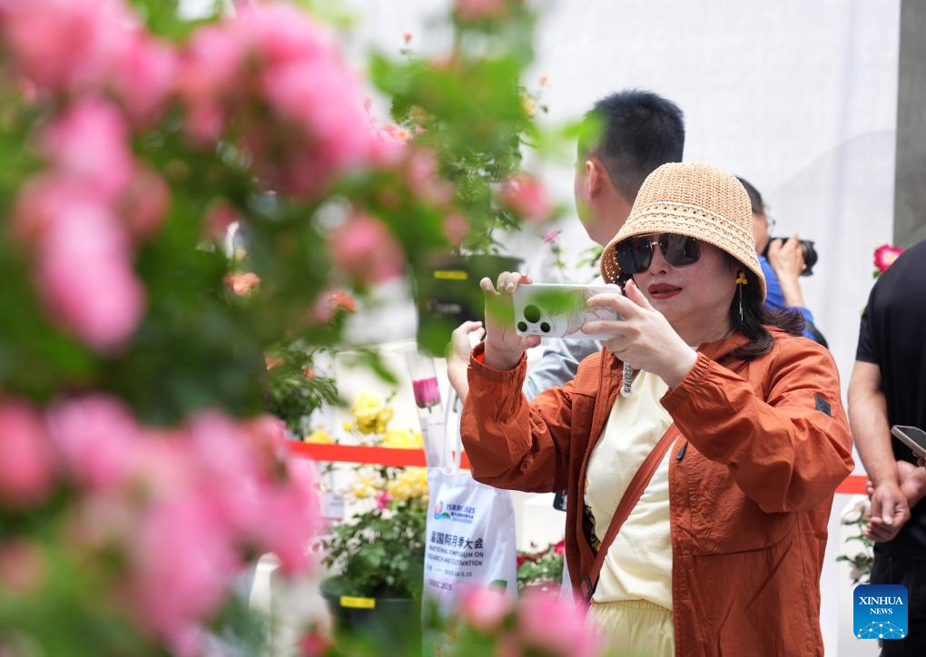 Seorang pelawat mengambil gambar bunga mawar China di Simposium Antarabangsa mengenai Penyelidikan dan Penanaman Bunga Mawar edisi ke-9 di daerah Mentougou, Beijing, 11 Mei 2025. (Xinhua/Zhang Chenlin)