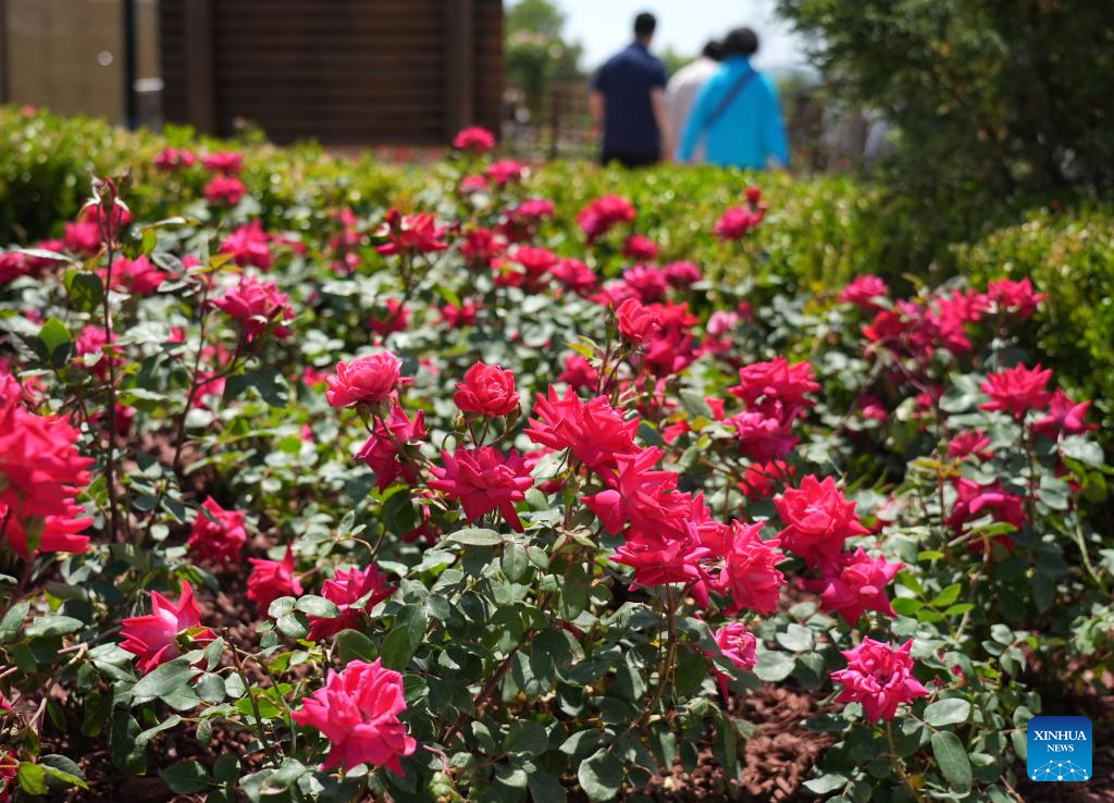Foto ini memaparkan bunga mawar China di Simposium Antarabangsa mengenai Penyelidikan dan Penanaman Bunga Mawar edisi ke-9 di daerah Mentougou, Beijing, 11 Mei 2025. (Xinhua/Zhang Chenlin)