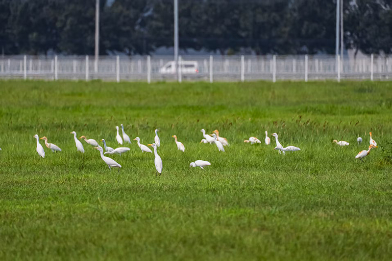 Air permukaan dan pekarangan dalam kilang Lida telah menjadi habitat bangau kendi. Foto ihsan pihak tempatan