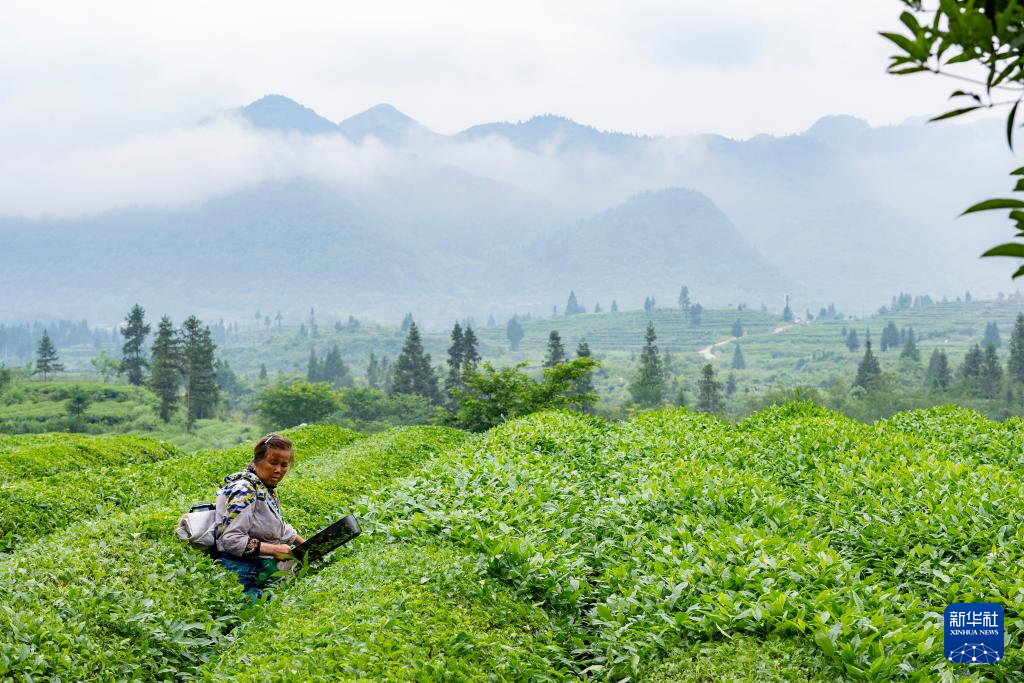 Kawasan Pergunungan di Guizhou Jadi Kilang Super Matcha