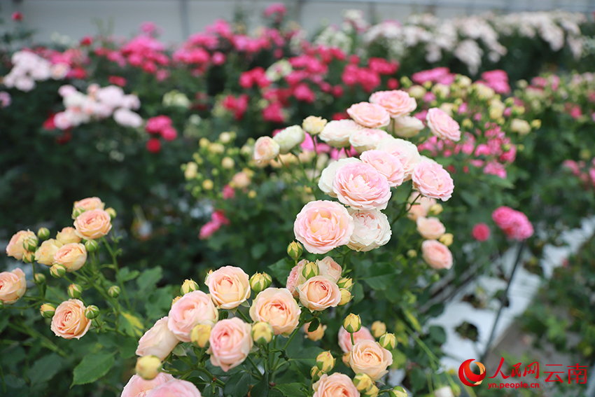 Foto menunjukkan jenis-jenis baru mawar China. (People’s Daily Online/Li Faxing)