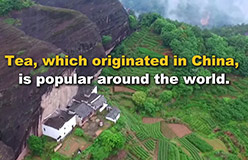 Hari Teh Antarabangsa: Ikatan Rapat Xi Jinping Dan Teh