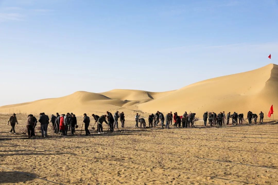 Penduduk kaunti Keriya menanam mawar pada 28 Disember 2024. (Foto/Xu Xiaolong)