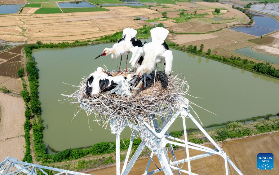 Pembinaan Ditangguh untuk Lindung Burung Botak Putih