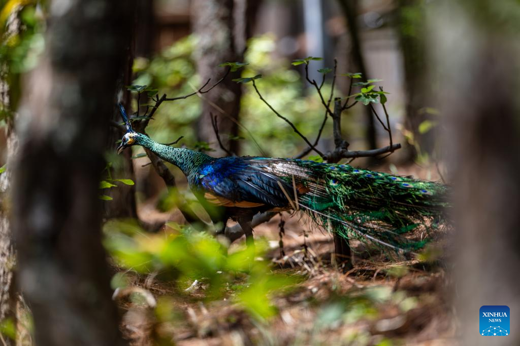 Seekor burung merak hijau yang dibiakkan dalam kurungan dilihat di rizab semula jadi Weishan Qinghua di kawasan autonomi Bai Dali, provinsi Yunnan, barat daya China, 20 Mei 2025. (Xinhua/Hu Chao)