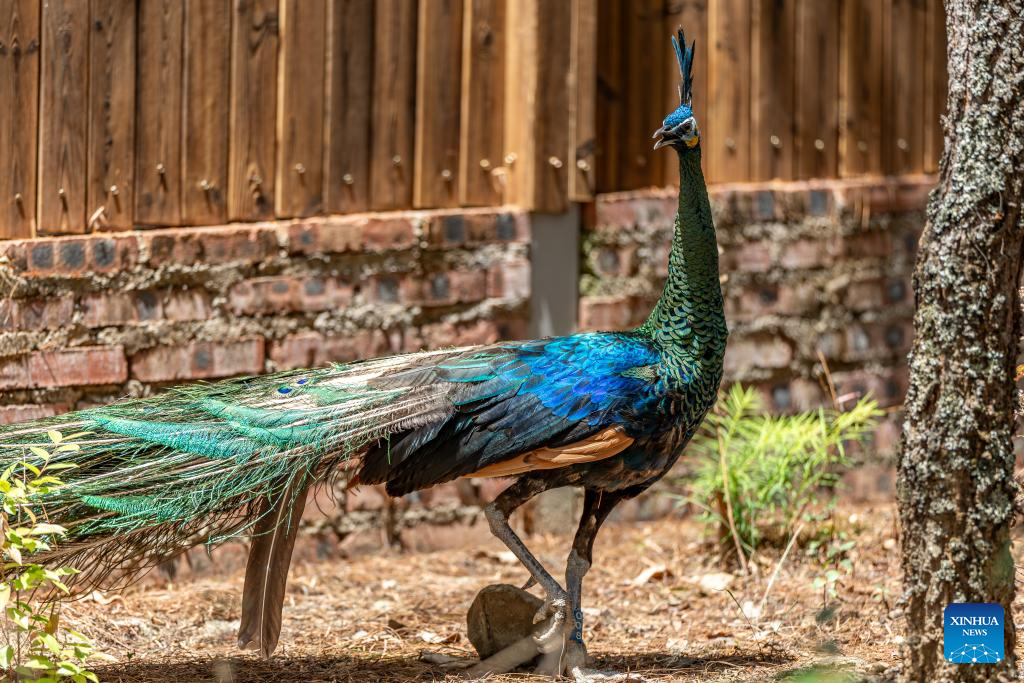 Seekor burung merak hijau yang dibiakkan dalam kurungan dilihat di rizab semula jadi Weishan Qinghua di kawasan autonomi Bai Dali, provinsi Yunnan, barat daya China, 20 Mei 2025. (Xinhua/Hu Chao)