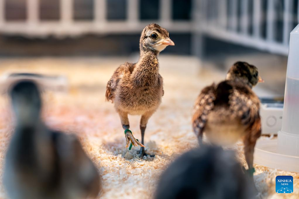 Seekor burung merak hijau yang dibiakkan dalam kurungan dilihat di rizab semula jadi Weishan Qinghua di kawasan autonomi Bai Dali, provinsi Yunnan, barat daya China, 20 Mei 2025. (Xinhua/Hu Chao)