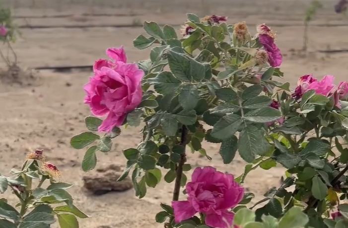 Mawar Mekar di Gurun di Xinjiang