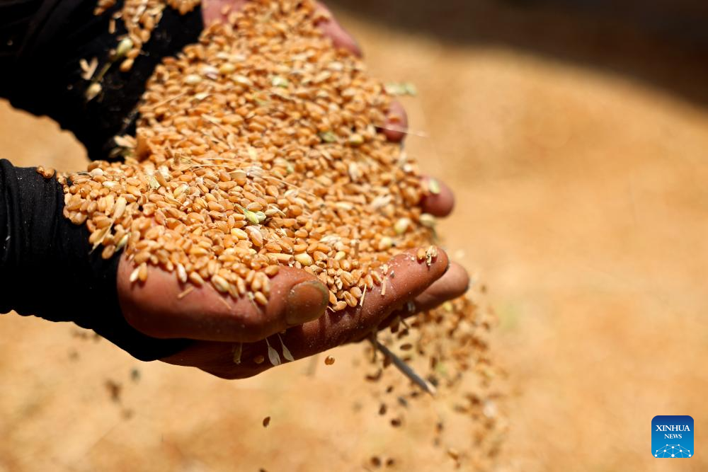 Seorang petani menunjukkan gandum yang baru dituai di kampung Shagou, bandar Zhaozhuang, provinsi Shandong, timur China, 25 Mei 2025. (Sun Zhongzhe/Xinhua)