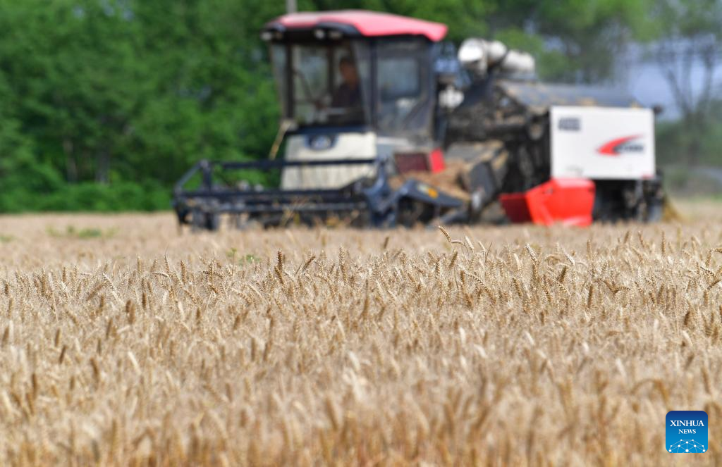 Sebuah jentera penuai menuai gandum di daerah Huishan, bandar Wuxi, provinsi Jiangsu, timur China, 25 Mei 2025. (Hai Yueliang/Xinhua)