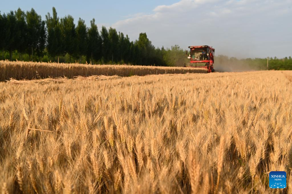 Sebuah jentera penuai menuai gandum di daerah Huishan, bandar Wuxi, provinsi Jiangsu, timur China, 25 Mei 2025. (Xinhua/Yang Fan)