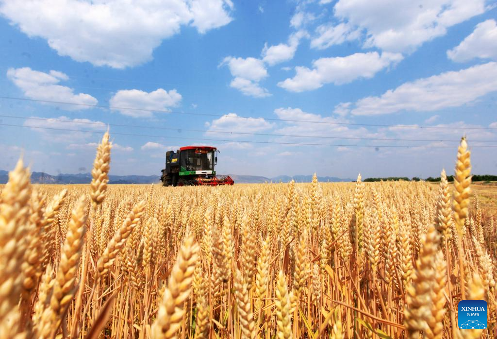 Sebuah jentera penuai menuai gandum di pekan Difang, kaunti Pingyi, bandar Linyi, provinsi Shandong, timur China, 25 Mei 2025. (Xinhua/Wu Jiquan)