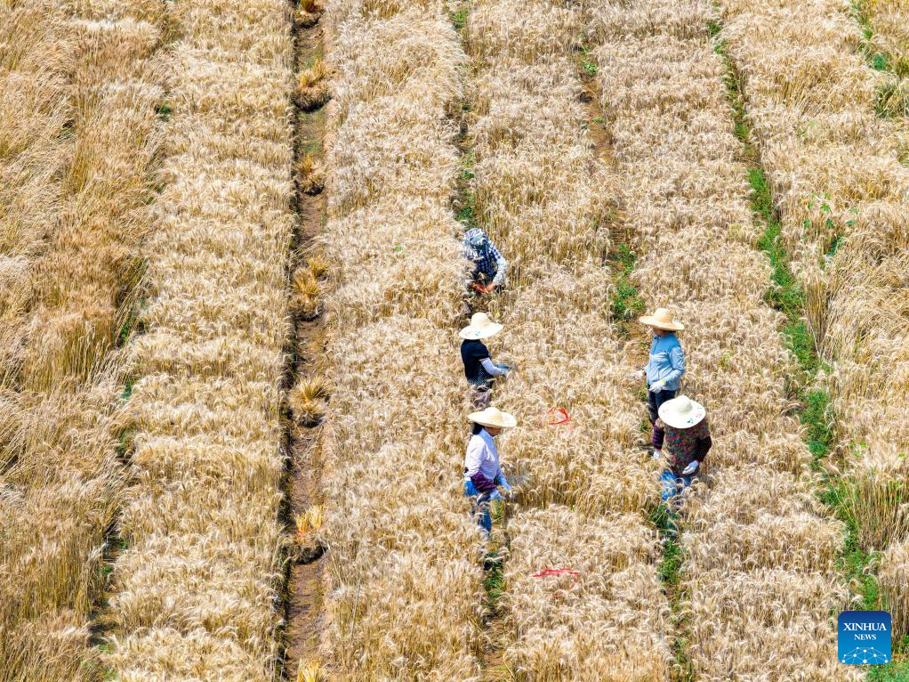 Foto dron bertarikh 25 Mei 2025 ini menunjukkan penyelidik dan petani menuai gandum di ladang ujian Akademi Sains Pertanian Jiangsu di Nanjing, provinsi Jiangsu, timur China. (Xinhua/Yang Suping)