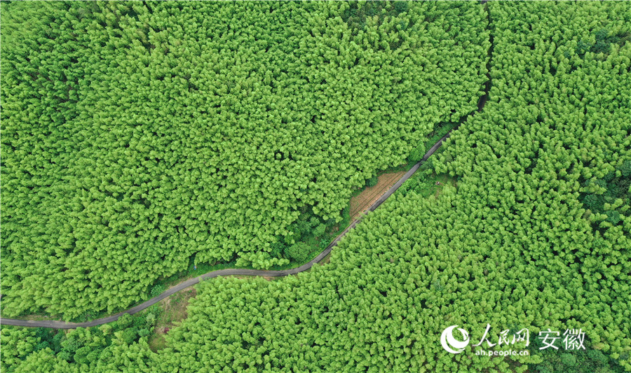 Buluh, Potensinya Tak Terhingga