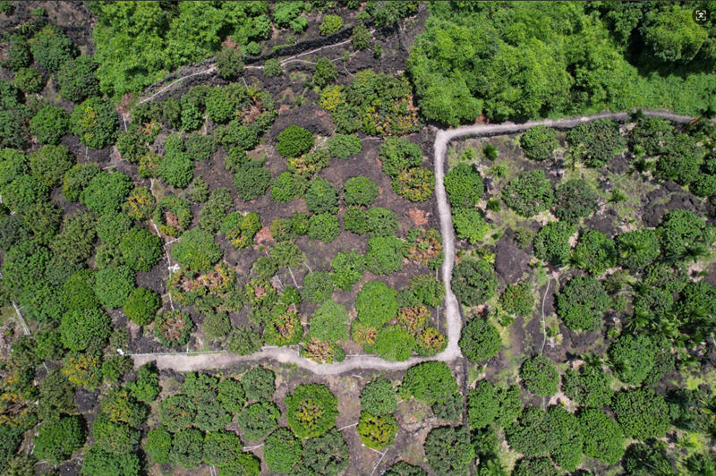 Foto memperlihatkan tapak tanaman laici di Haikou, Provinsi Hainan di selatan China. (People’s Daily Online/Meng Fansheng)