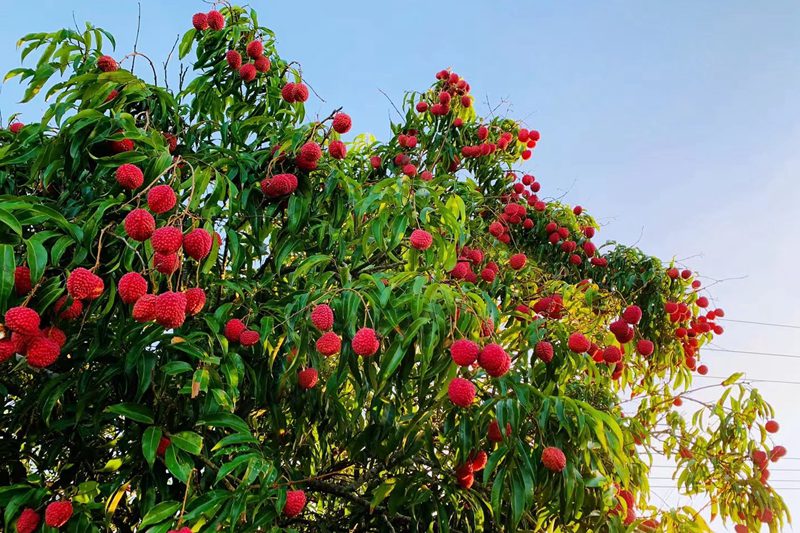 Foto menunjukkan pokok laici di kawasan volkano Haikou di Provinsi Hainan, selatan China. (Oleh Yao Miaojuan)