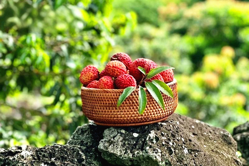 Foto memaparkan laici yang ditanam di kawasan volkano di Haikou, Provinsi Hainan di selatan China. (Oleh Wu Meiyi)