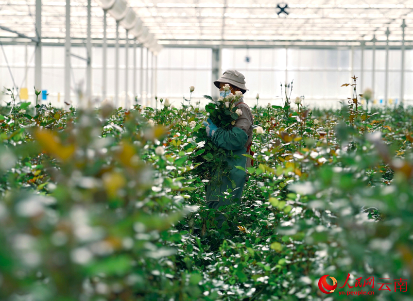 Bunga Keratan Segar Lonjak Pendapatan Pekebun di Yunnan