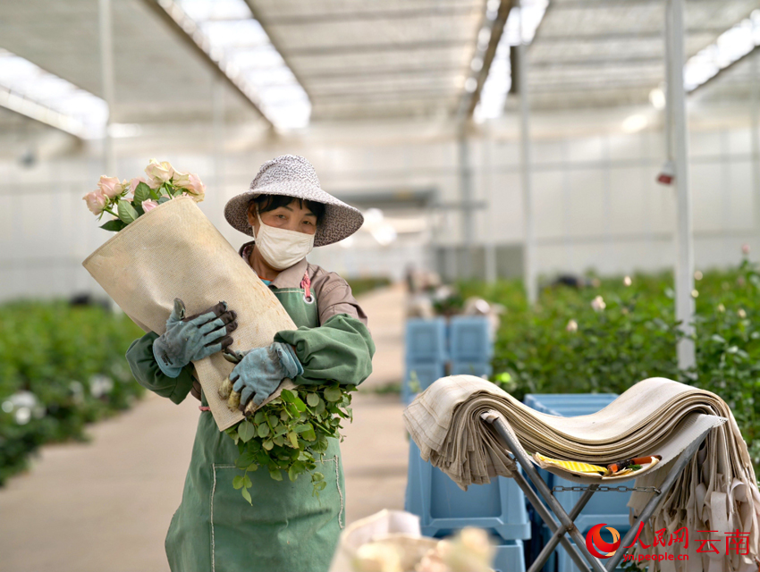 Bunga Keratan Segar Lonjak Pendapatan Pekebun di Yunnan