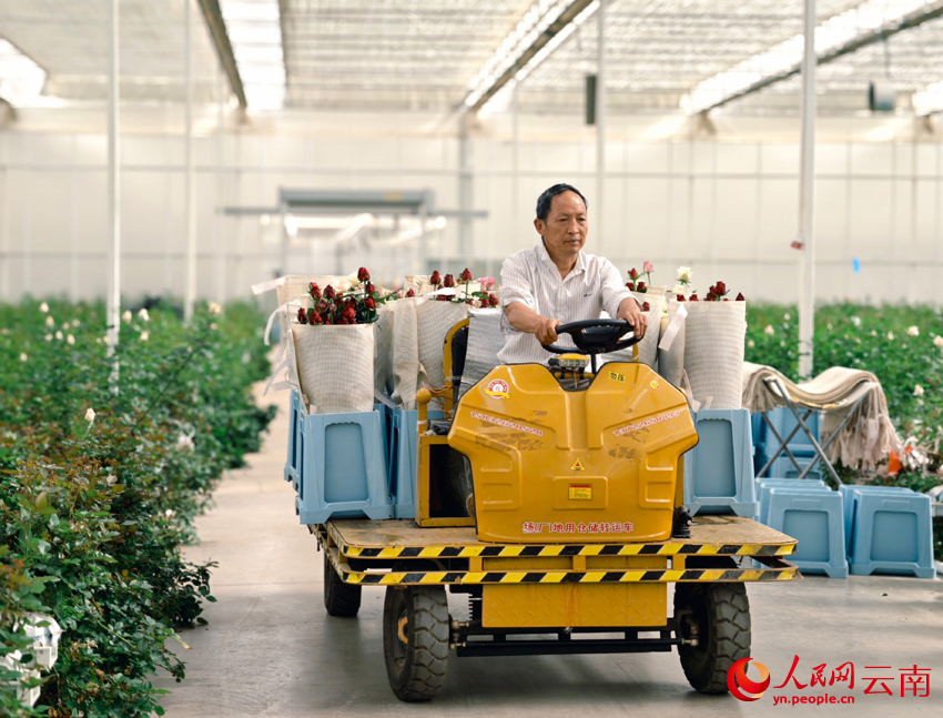 Bunga Keratan Segar Lonjak Pendapatan Pekebun di Yunnan