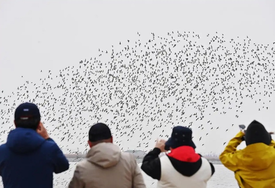 Orang ramai mencerap burung di Tanah Lembap Muara Sungai Yalu di Dandong, Provinsi Liaoning, timur laut China. (Foto oleh Xinhua)