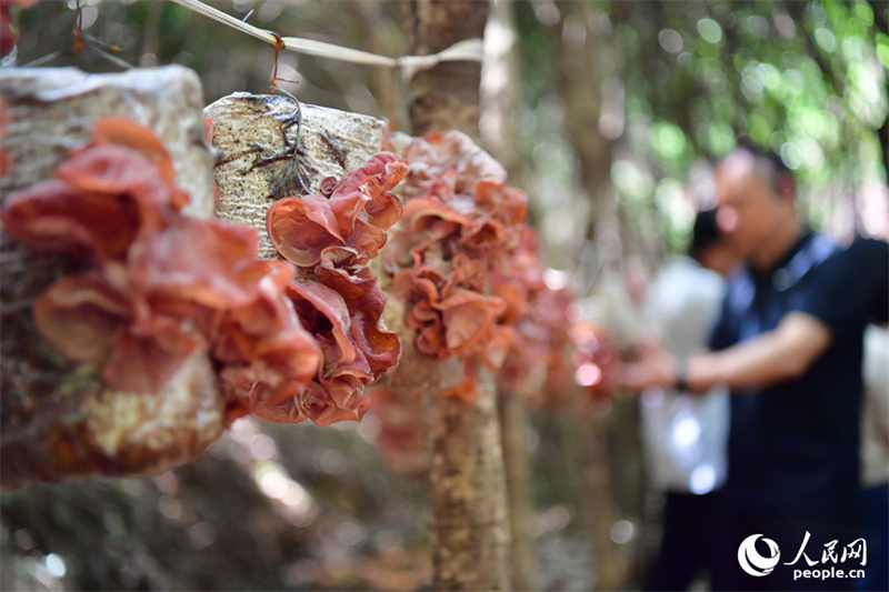 Industri Tani Hutan Jiangxi Tambah Maju
