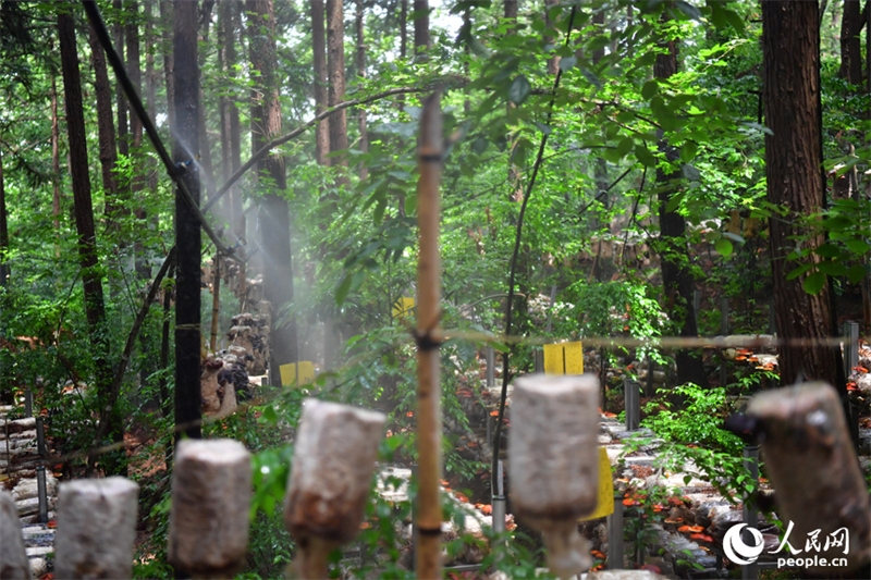 Industri Tani Hutan Jiangxi Tambah Maju