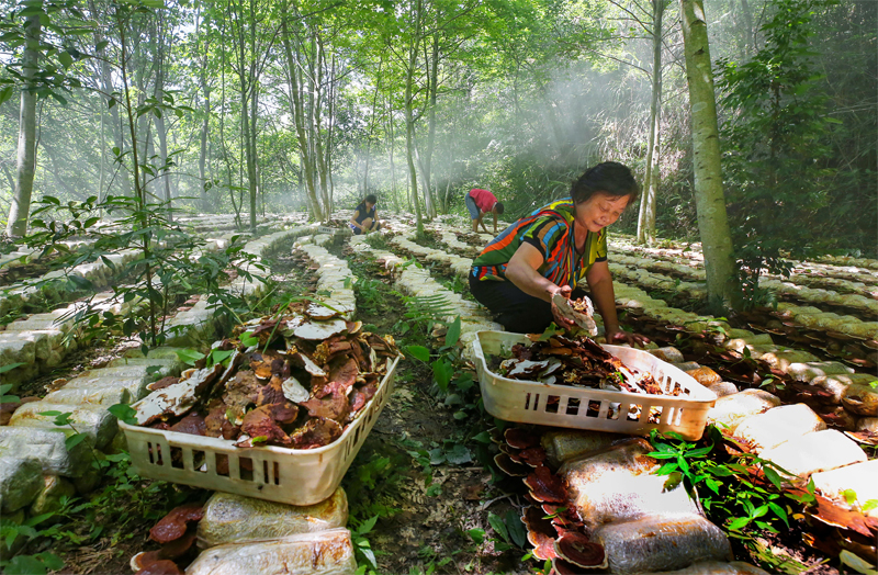 Industri Tani Hutan Jiangxi Tambah Maju