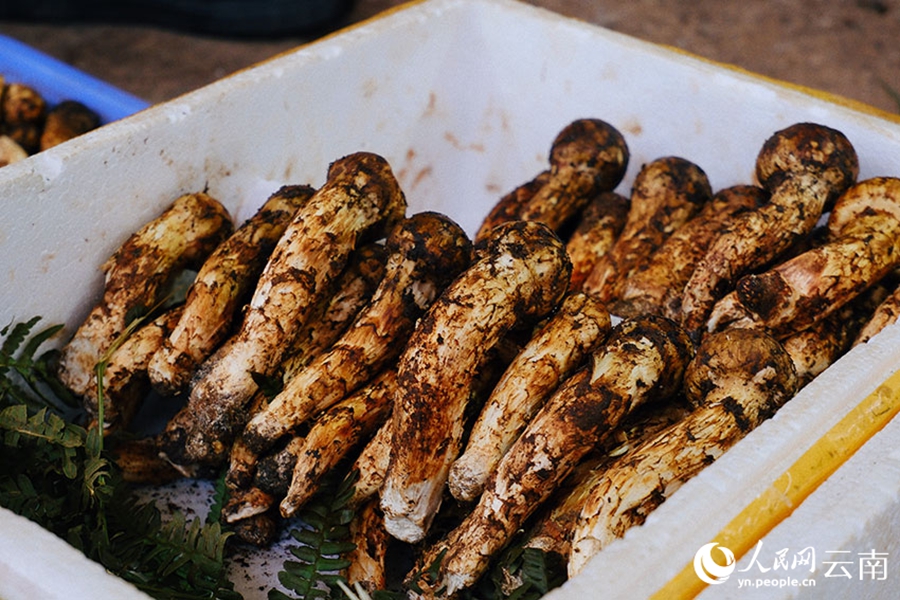 Musim Hujan, Musim Cendawan Liar Yunnan