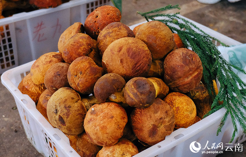 Musim Hujan, Musim Cendawan Liar Yunnan