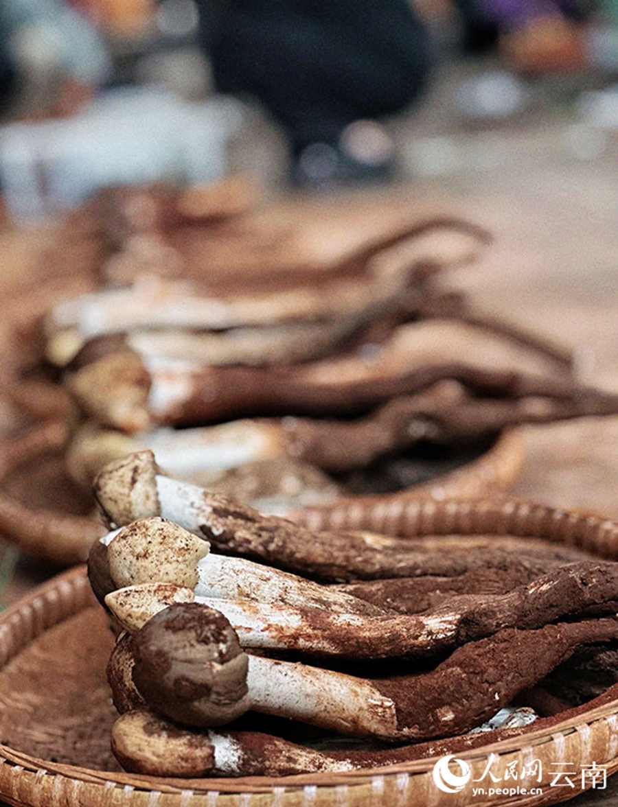 Musim Hujan, Musim Cendawan Liar Yunnan