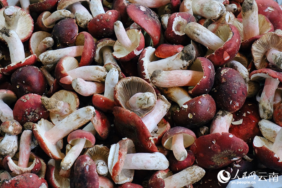 Musim Hujan, Musim Cendawan Liar Yunnan