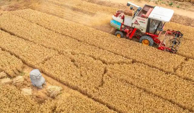 Sebuah jentera tuai sedang menuai gandum berdekatan dengan arca batu di Makam Raja Yongxi di kompleks makam raja Dinasti Song Utara (960-1127) di bandar Gongyi, Provinsi Henan di tengah China. (Henan Daily/Song Yameng)