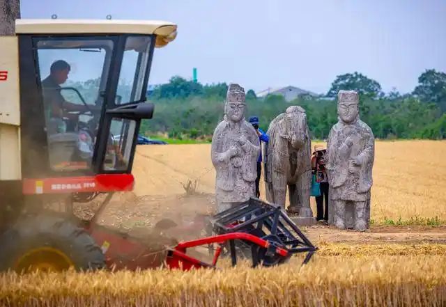 Sebuah jentera tuai sedang menuai gandum berdekatan dengan arca batu di Makam Raja Yongxi di kompleks makam raja Dinasti Song Utara (960-1127) di bandar Gongyi, Provinsi Henan di tengah China. (Henan Daily/Song Yameng)