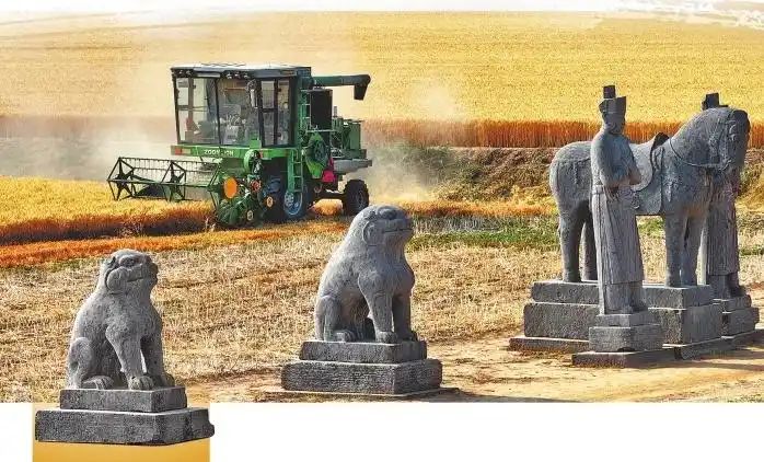 Sebuah jentera tuai sedang menuai gandum berdekatan dengan arca batu di Makam Raja Yongxi di kompleks makam raja Dinasti Song Utara (960-1127) di bandar Gongyi, Provinsi Henan di tengah China. (Henan Daily/Chen Xiaodong)