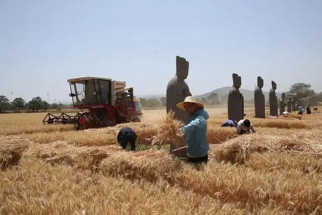 Petani menuai gandum berdekatan arca di di Makam Raja Yongxi di kompleks makam raja Dinasti Song Utara (960-1127) di bandar Gongyi, Provinsi Henan di tengah China. (Henan Daily/Wang Zheng)
