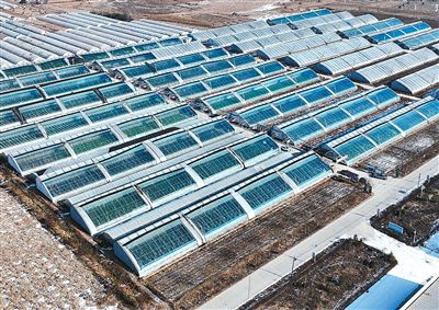 Rumah hijau untuk penanaman buah-buahan yang lazimnya ditanam di bahagian selatan China dapat dilihat di kampung Yaomo, daerah Yuanzhou, Guyuan di Wilayah Autonomi Hui Ningxia di barat laut China. (Xinhua/Wang Peng)