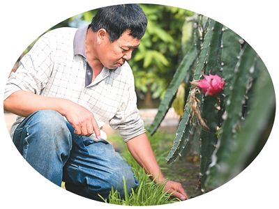 Foto seorang penduduk kampung membuang rumpai di kebun buah naga di sebuah kampung yang terletak di pekan Chuanfangyu, daerah Jizhou, Perbandaran Tianjin di utara China. (Xinhua/Li Ran)