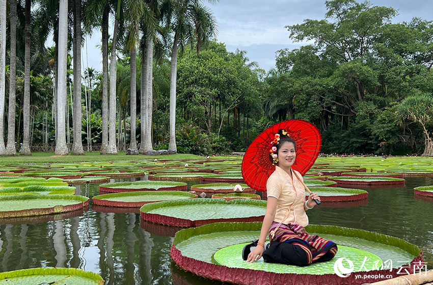 Bunga Teratai Gergasi Kembang Mekar di Yunnan