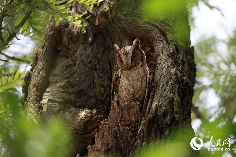 Kelibat Burung Hantu Jampuk Kelihatan di Xiamen