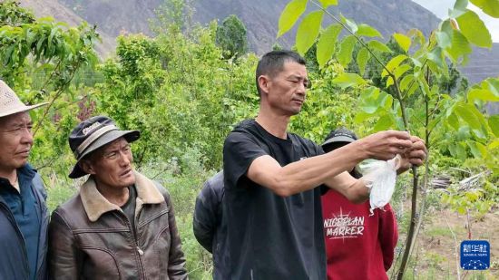 Foto bertarikh 24 Mei 2025 ini menunjukkan seorang juruteknik sedang memberi pertunjukan demonstrasi pencantuman pokok walnut kepada penduduk kampung di Zhaxi Dinggang, kaunti Gyaca, bandar Shannan, Wilayah Autonomi Xizang, barat daya China. (Xinhua/Zhuang Yunkai)