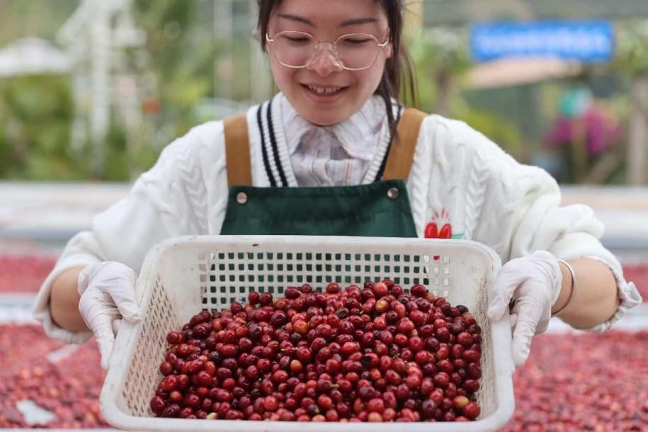 Seorang pekerja menunjukkan biji kopi di sebuah ladang penanaman kopi di Pu’er, Provinsi Yunnan, di barat daya China. (People’s Daily Online/Liang Zhiqiang)