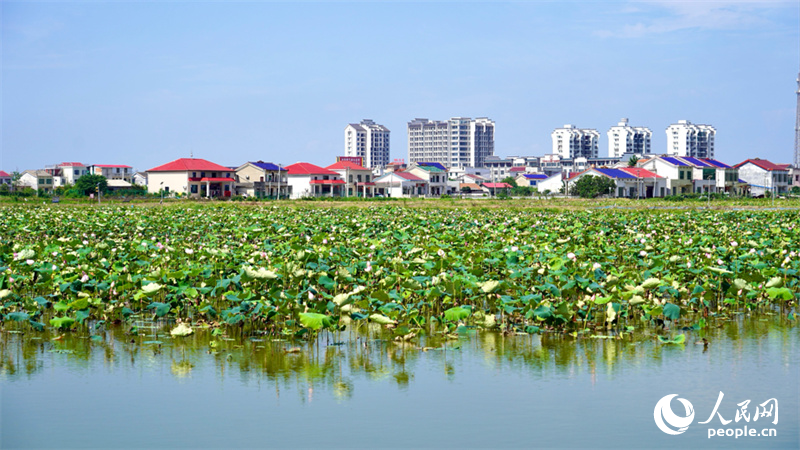 Foto memaparkan pemandangan kolam teratai di pekan Qiaokou, daerah Wangcheng, Changsha, Provinsi Hunan di tengah China. (People’s Daily Online/Wu Xiwei)