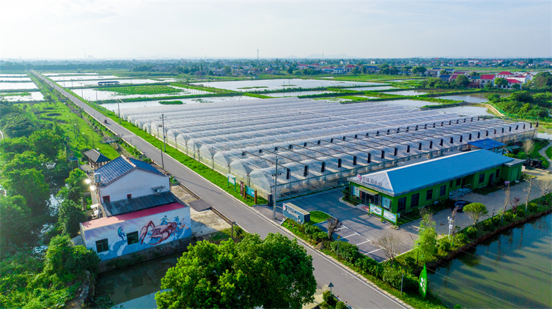 Pemandangan sudut udara pangkalan penternakan udang krai-teratai di pekan Qiaokou, daerah Wangcheng, Changsha, di Provinsi Hunan, tengah China. (Foto ihsan Jabatan Publisiti Jawatankuasa Parti Komunis China Daerah Wangcheng