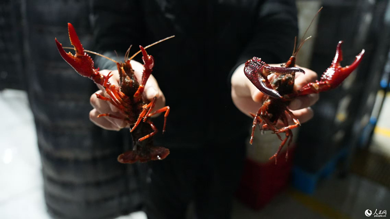 Foto memperlihatkan udang krai yang diternak pada luar musim di sebuah pangkalan penternakan ekologi di pekan Qiaokou, daerah Wangcheng, Changsha, Provinsi Hunan, di tengah China. (People’s Daily Online/Wu Xiwei)