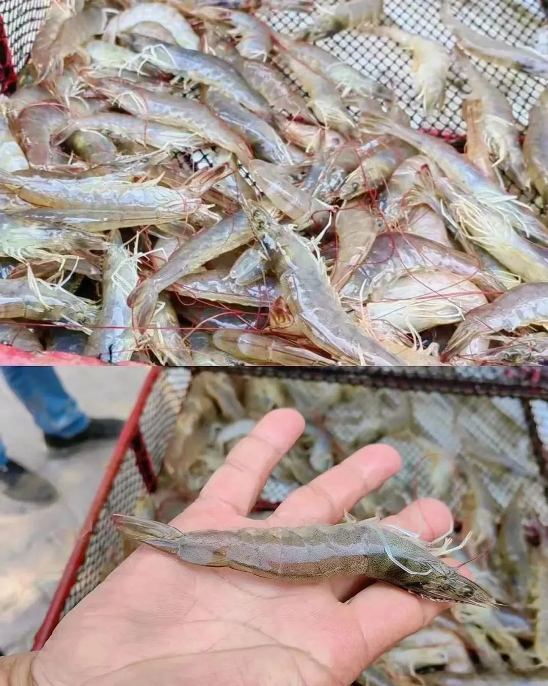 (Foto oleh CCTV News)