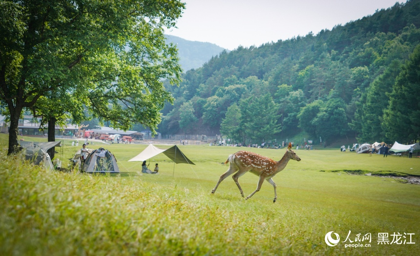 Taman Rusa di Heilongjiang Jadi Tumpuan Pelancong