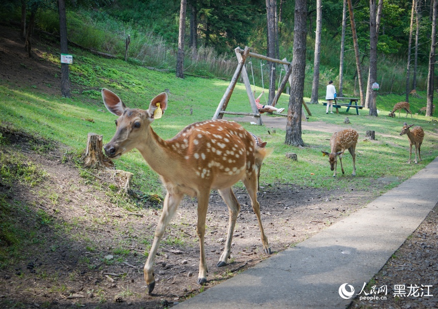 Taman Rusa di Heilongjiang Jadi Tumpuan Pelancong