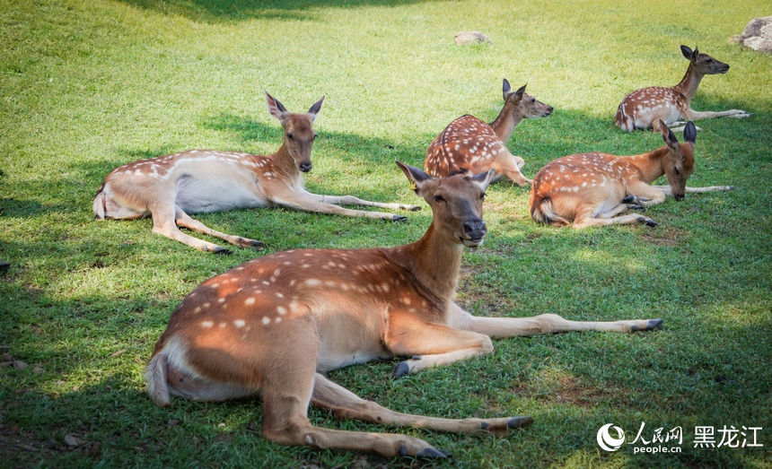 Taman Rusa di Heilongjiang Jadi Tumpuan Pelancong